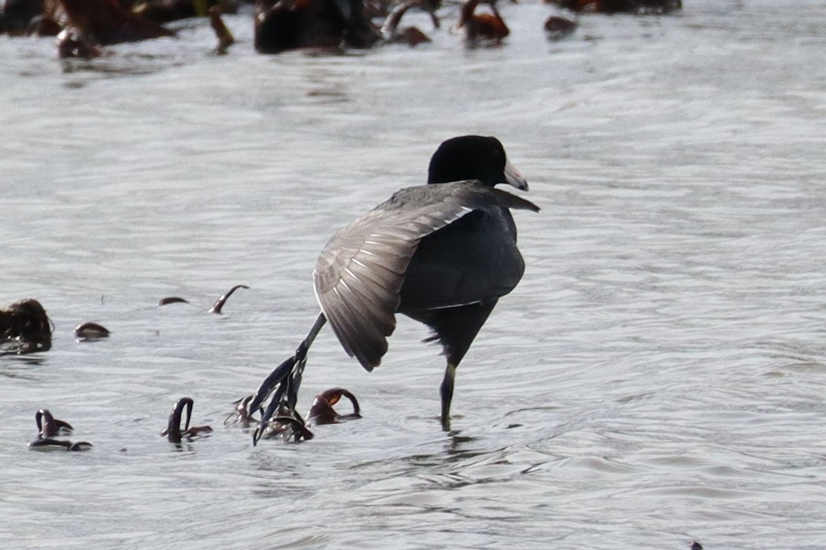 American Coot - ML633262248