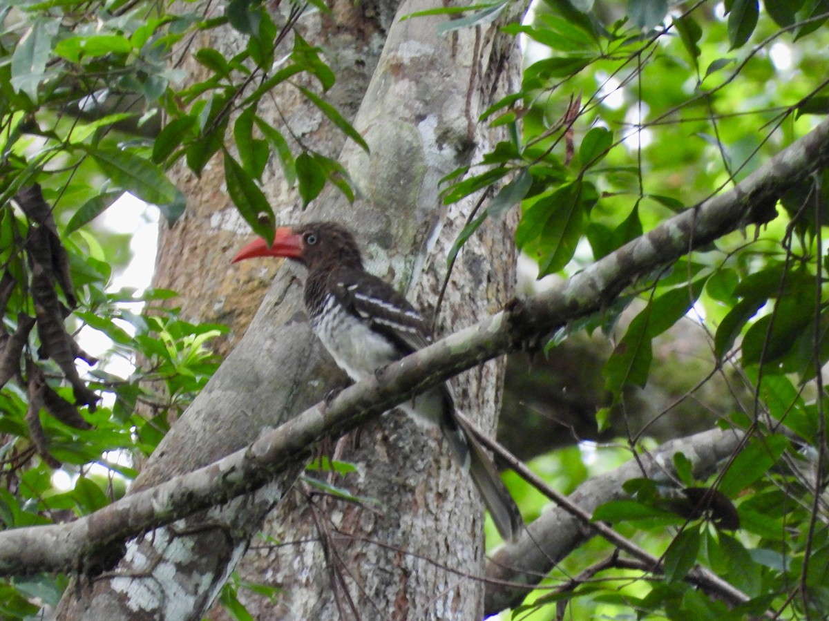 Red-billed Dwarf Hornbill - ML633262271