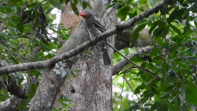 Red-billed Dwarf Hornbill - ML633262276