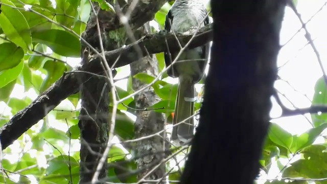 Red-billed Dwarf Hornbill - ML633262306