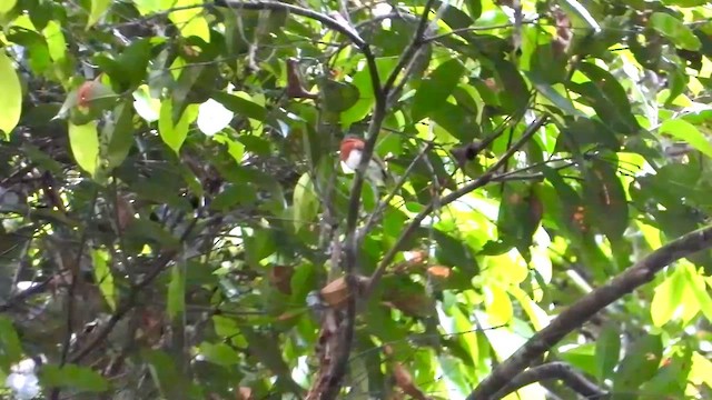 Chestnut Wattle-eye - ML633262308