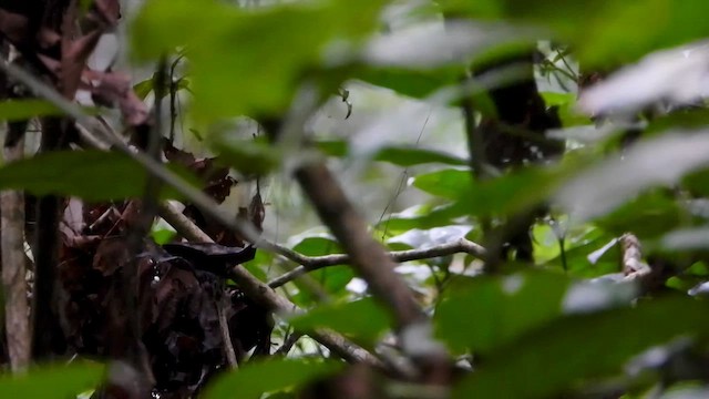 Black-headed Paradise-Flycatcher - ML633262323