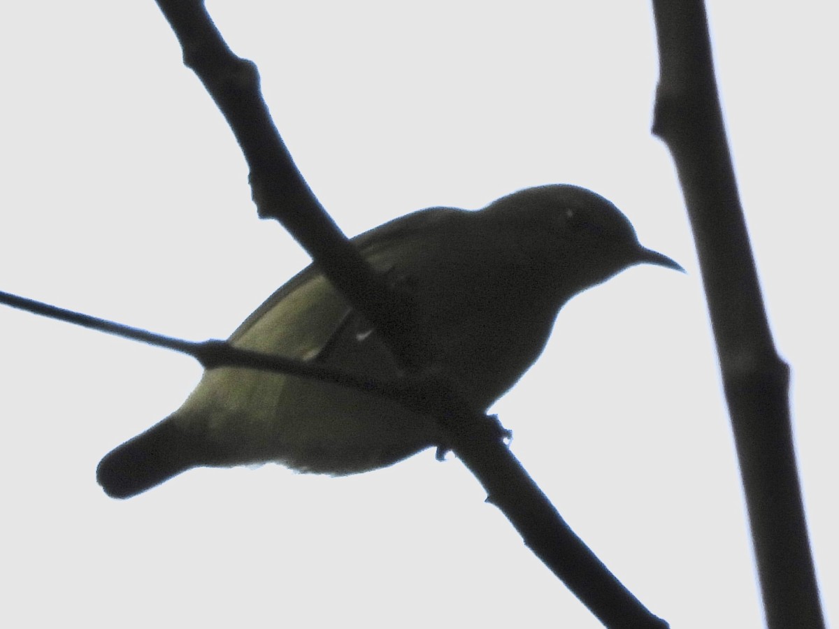 Little Green Sunbird - ML633262345
