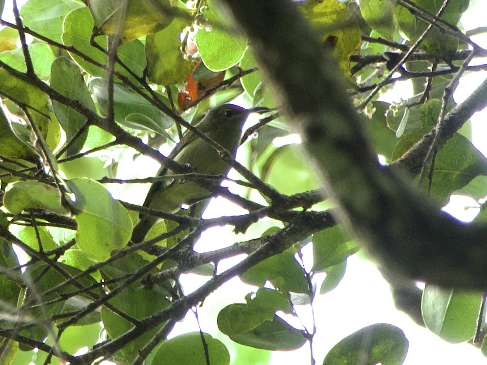 Little Green Sunbird - ML633262351
