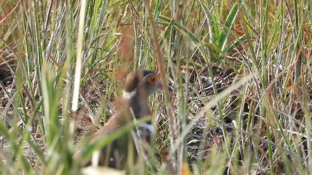 Forbes's Plover - ML633262370