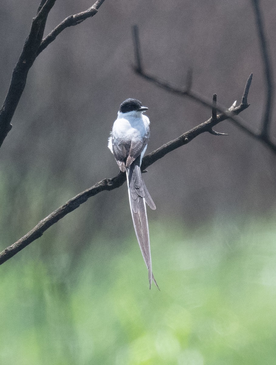 Fork-tailed Flycatcher - ML633262485