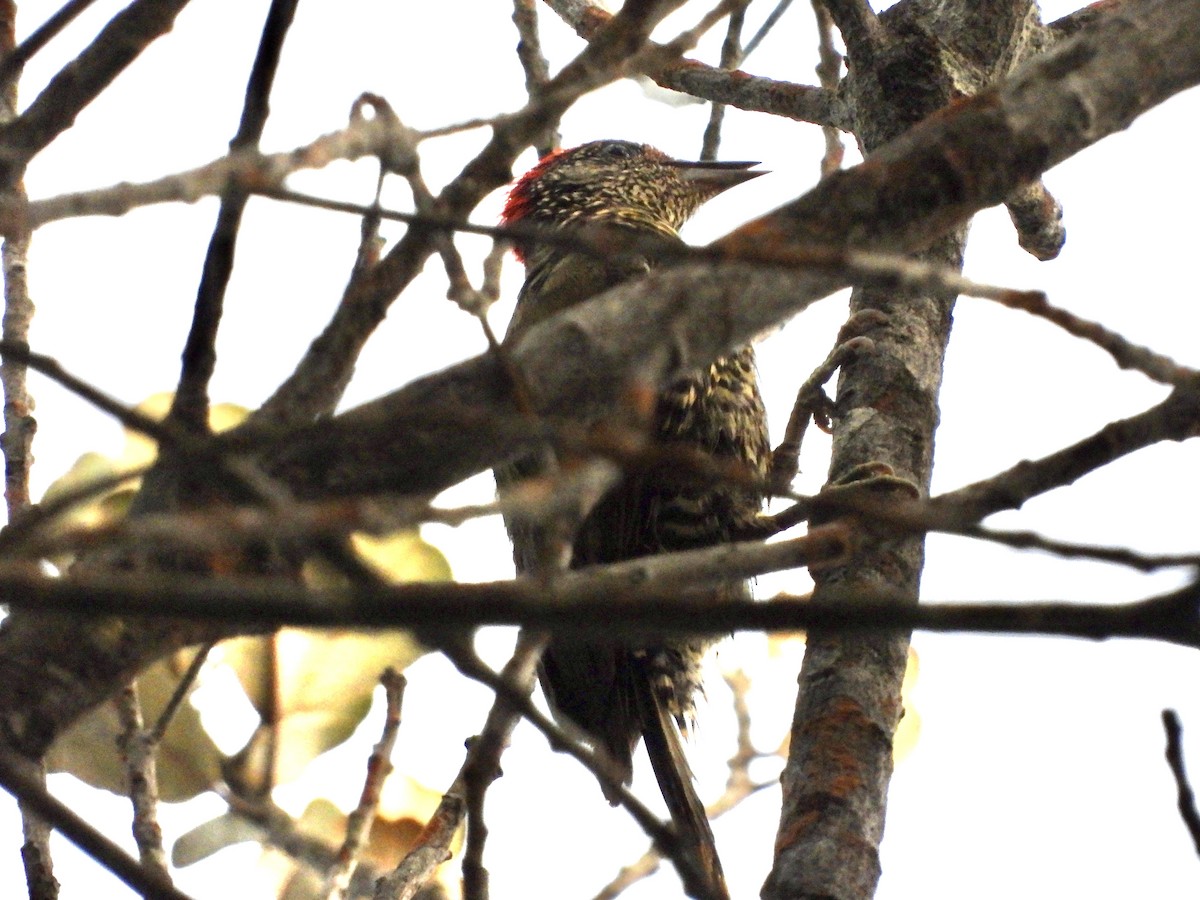 Green-backed Woodpecker - ML633262624