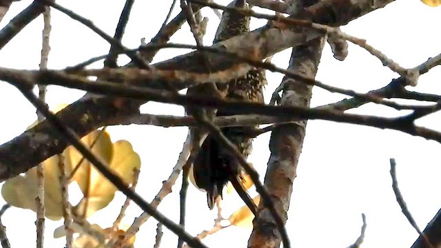 Green-backed Woodpecker - ML633262625