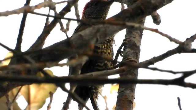 Green-backed Woodpecker - ML633262626