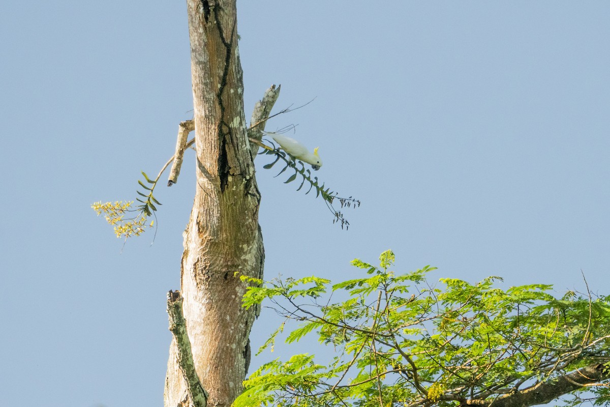 Yellow-crested Cockatoo - ML633262764