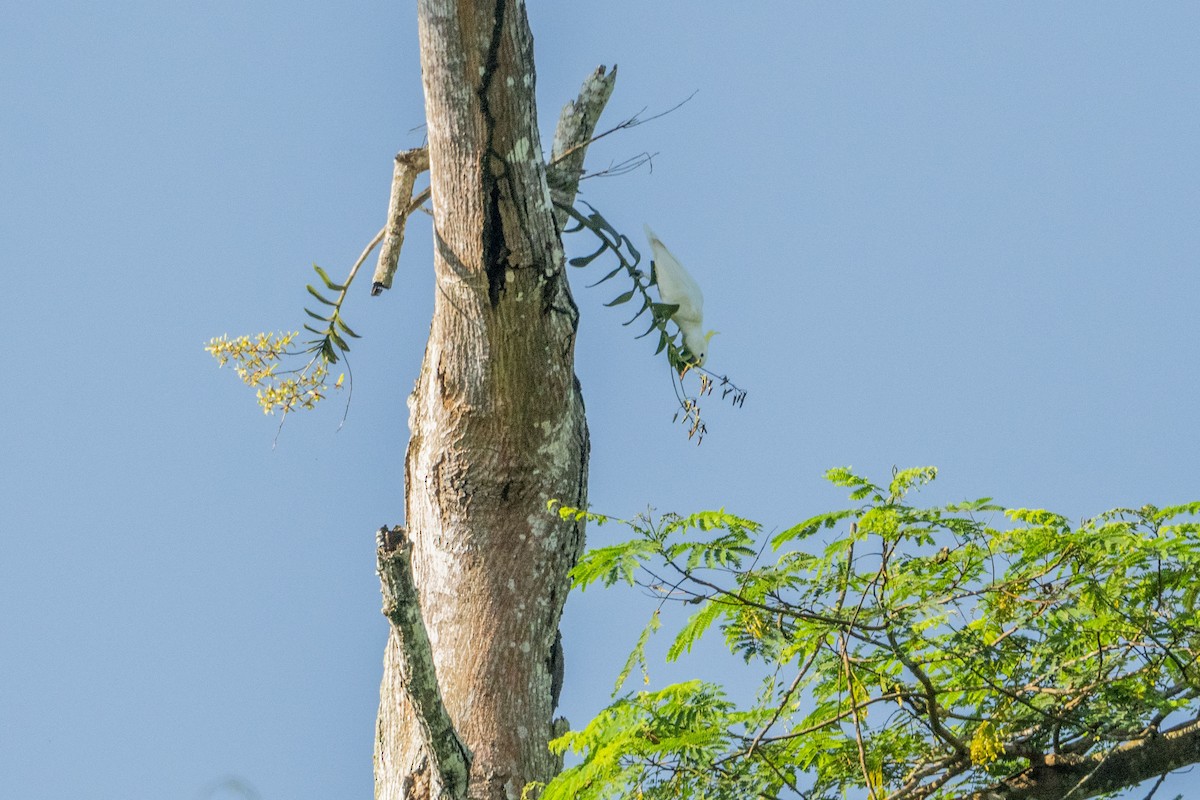 Yellow-crested Cockatoo - ML633262765