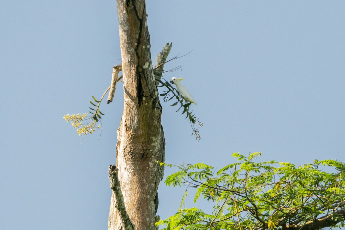 Yellow-crested Cockatoo - ML633262766