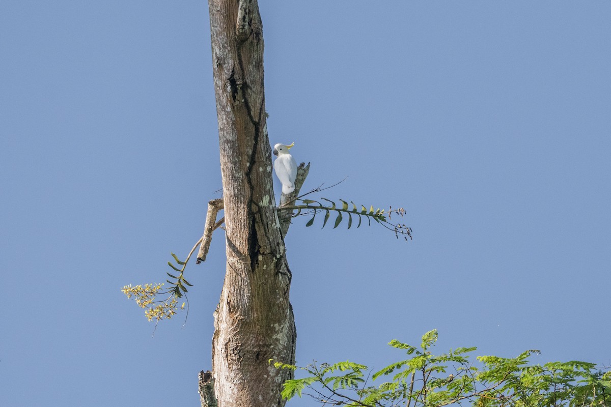 Yellow-crested Cockatoo - ML633262767