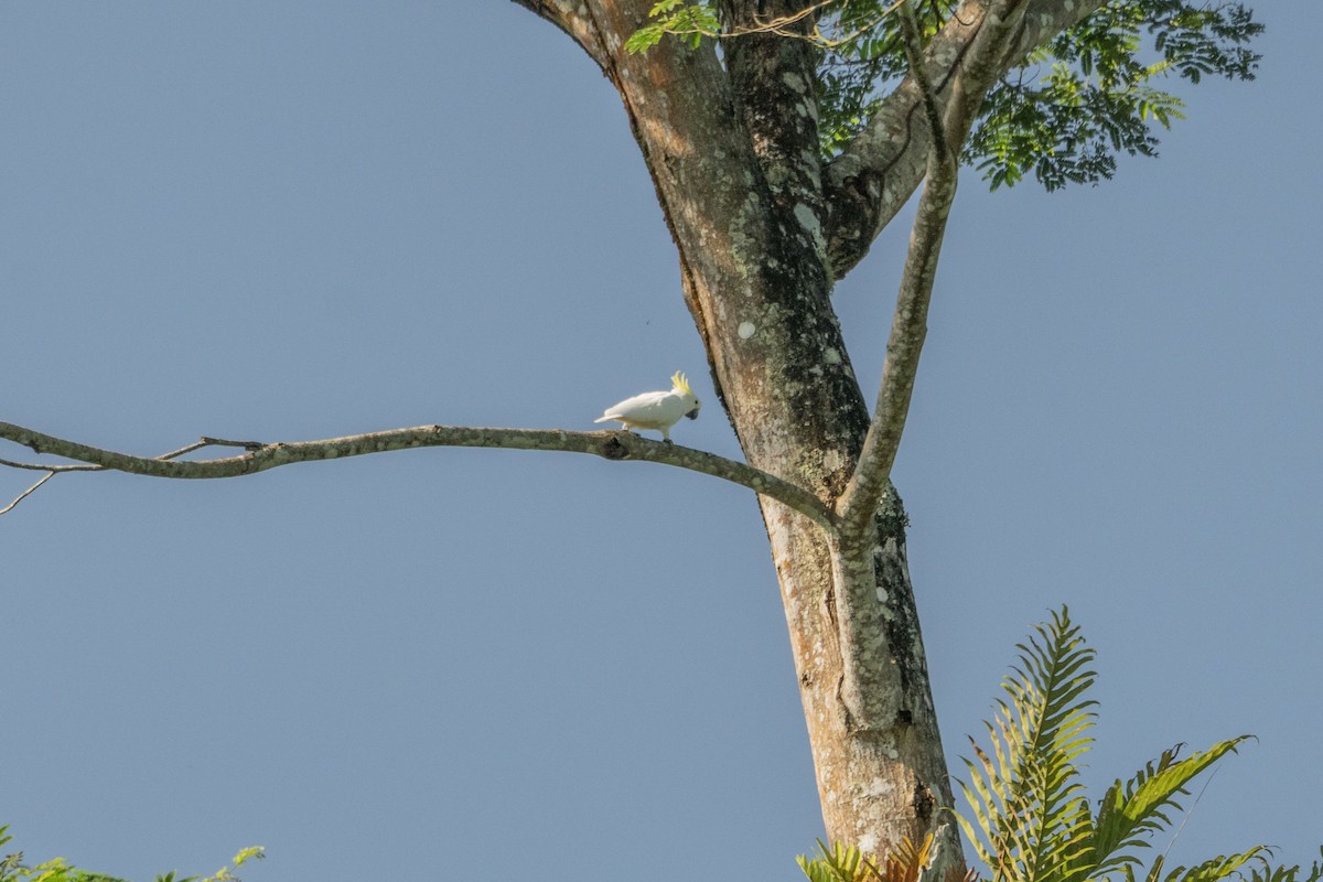 Yellow-crested Cockatoo - ML633262768
