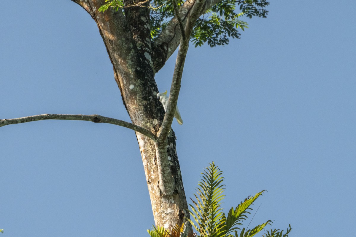 Yellow-crested Cockatoo - ML633262769