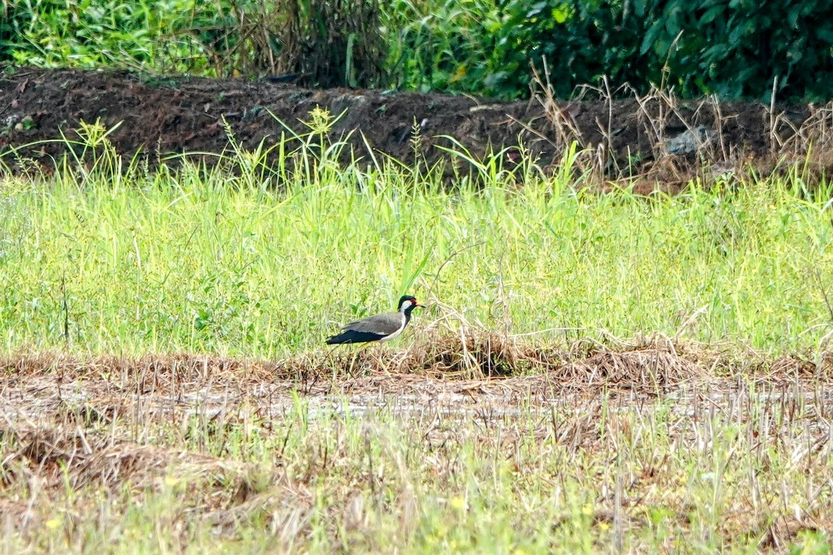 Red-wattled Lapwing - ML633262845