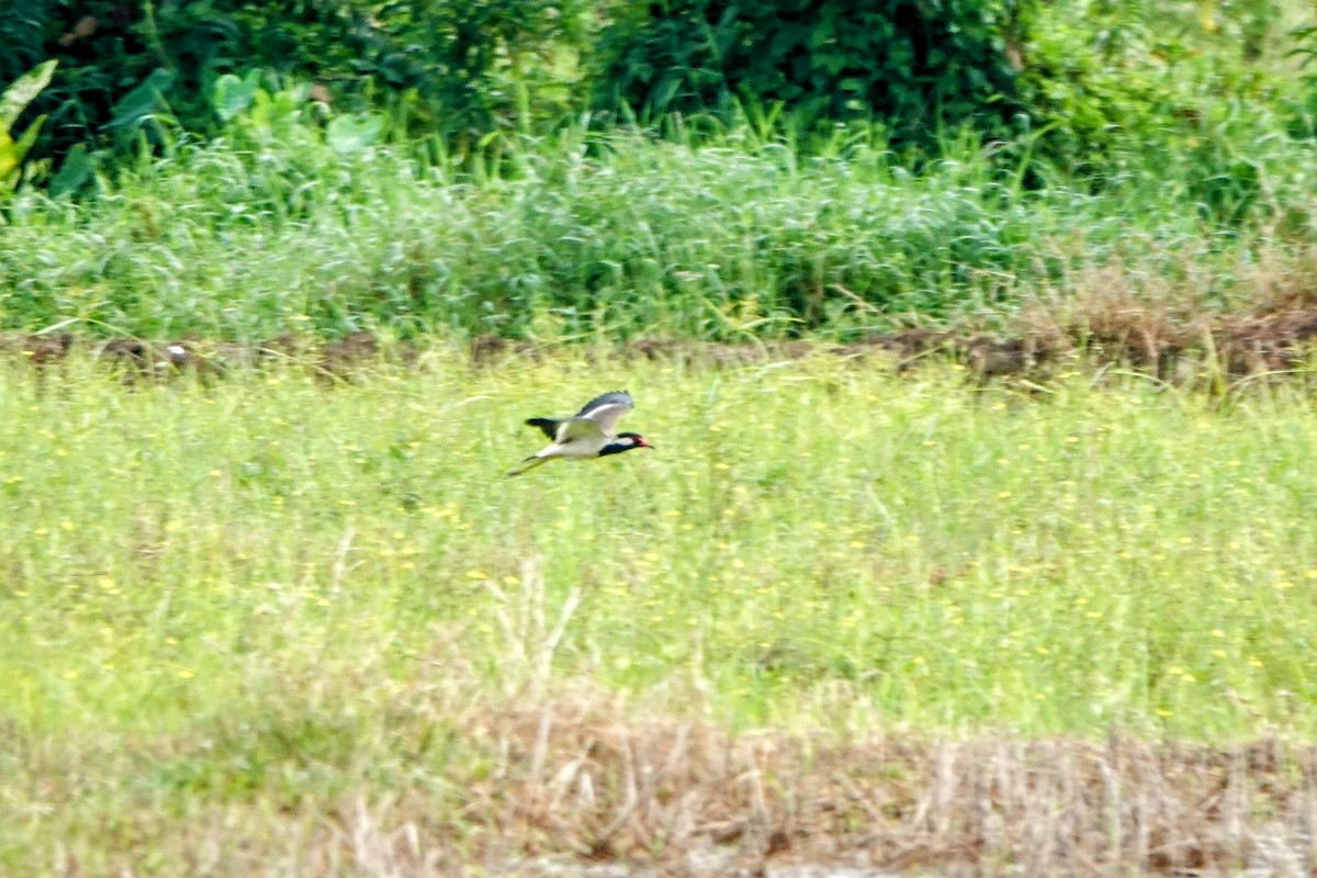 Red-wattled Lapwing - ML633262847