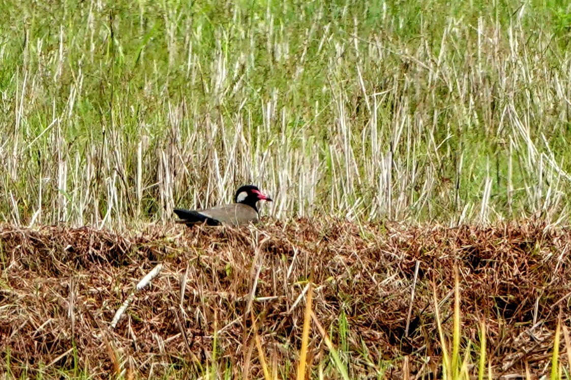 Red-wattled Lapwing - ML633262865
