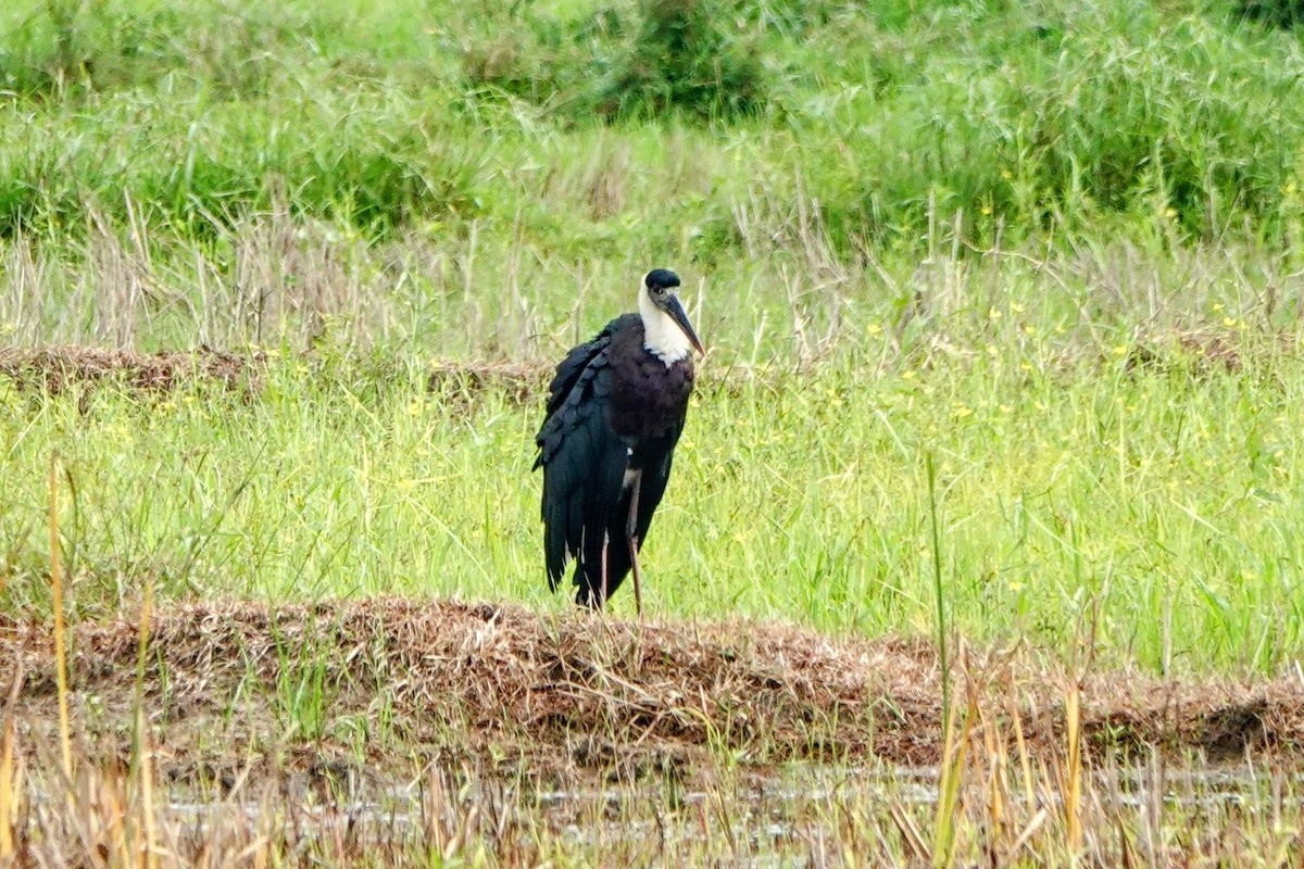 Asian Woolly-necked Stork - ML633262870