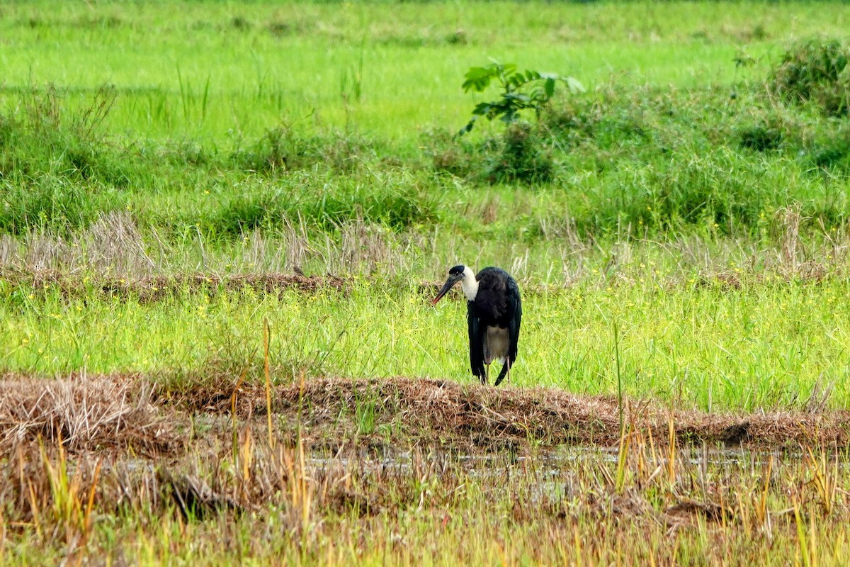 Asian Woolly-necked Stork - ML633262878