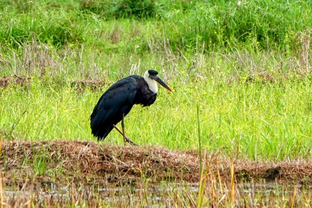 Asian Woolly-necked Stork - ML633262896