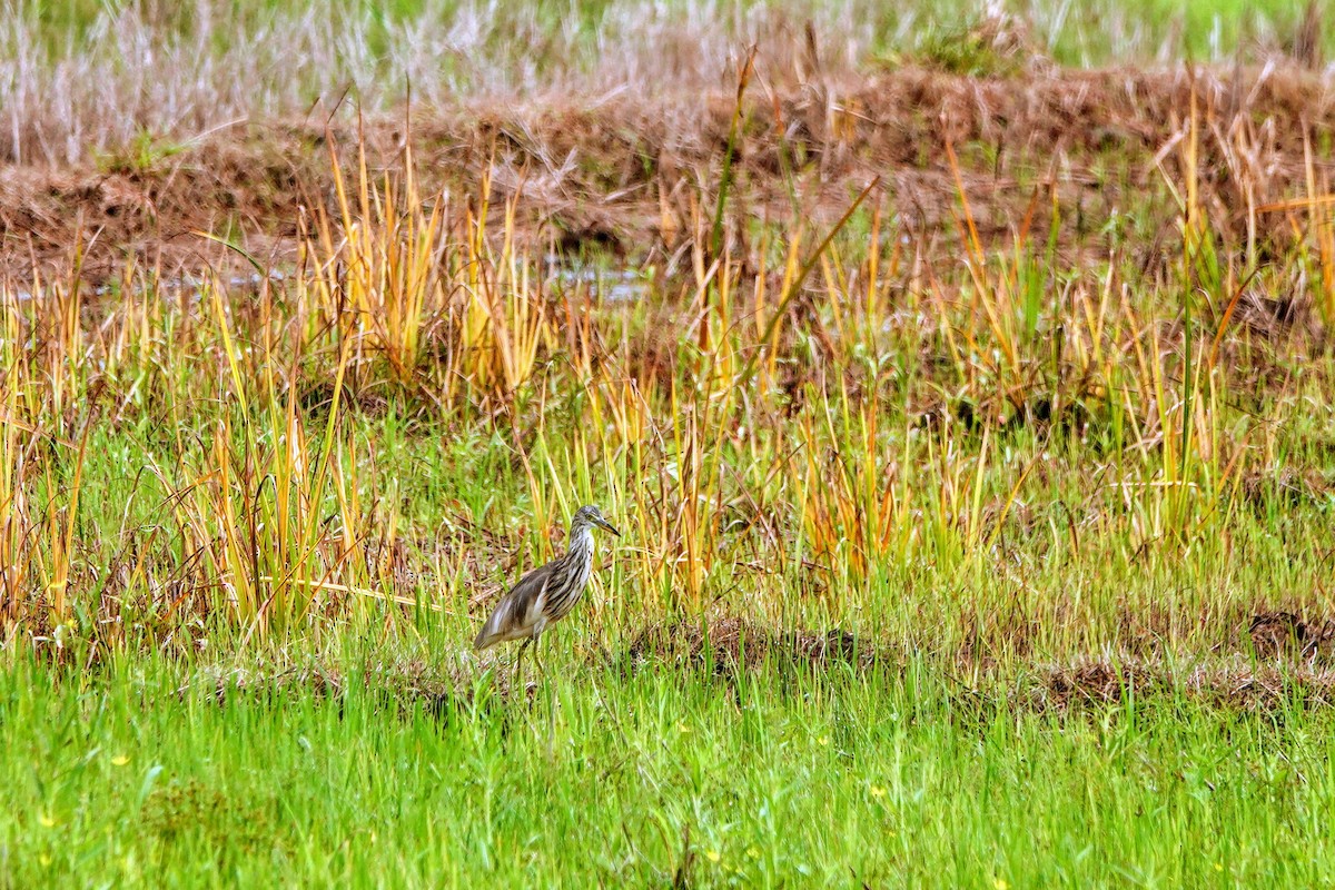 Indian Pond-Heron - ML633262910