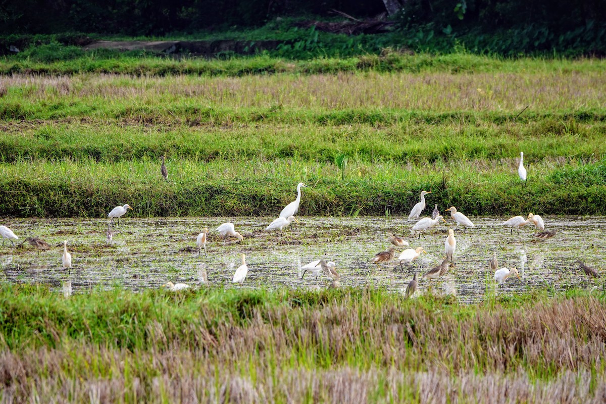 Indian Pond-Heron - ML633262919
