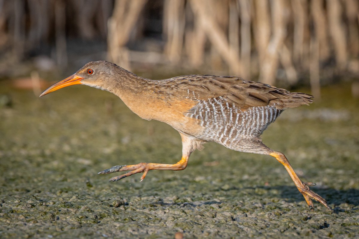 Mangrove Rail - ML633263053