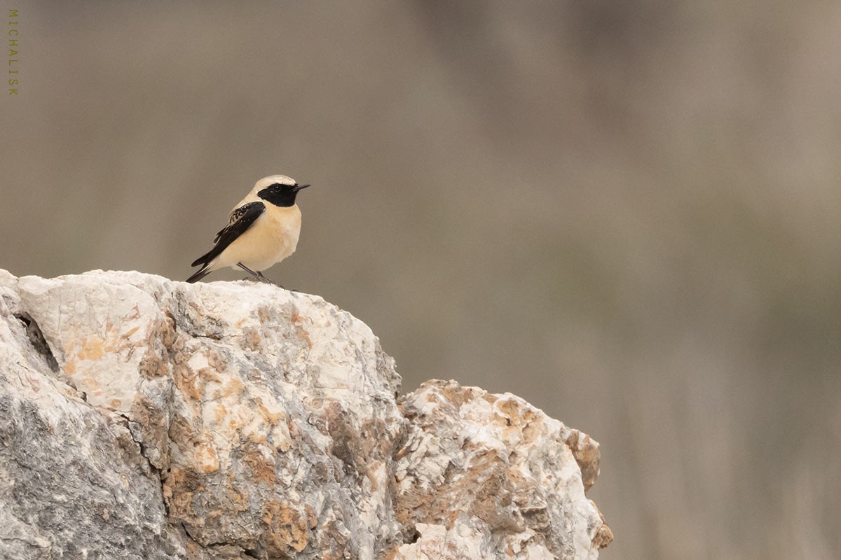 Eastern Black-eared Wheatear - ML633263113