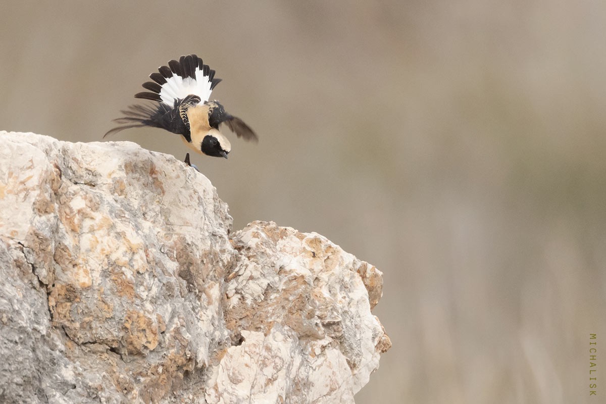 Eastern Black-eared Wheatear - ML633263114