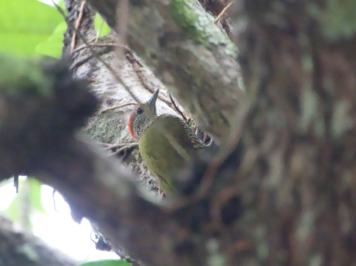 Green-backed Woodpecker - ML633263137