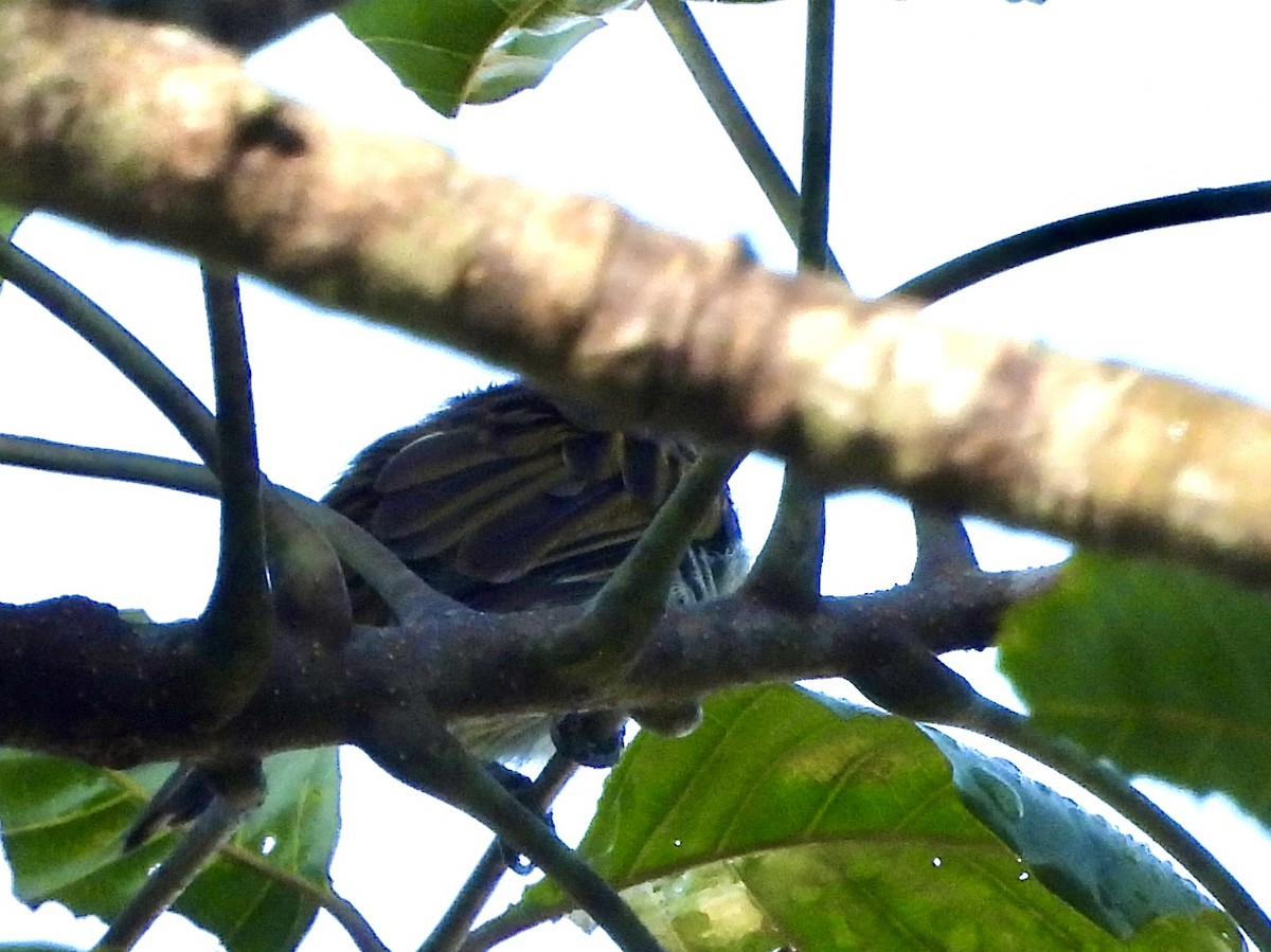 Least Honeyguide - ML633263143