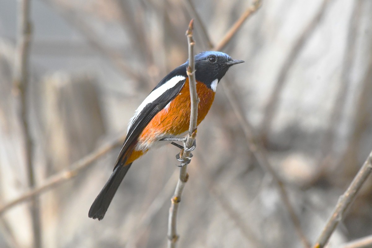 White-throated Redstart - ML633263174