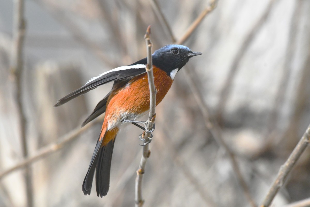White-throated Redstart - ML633263175
