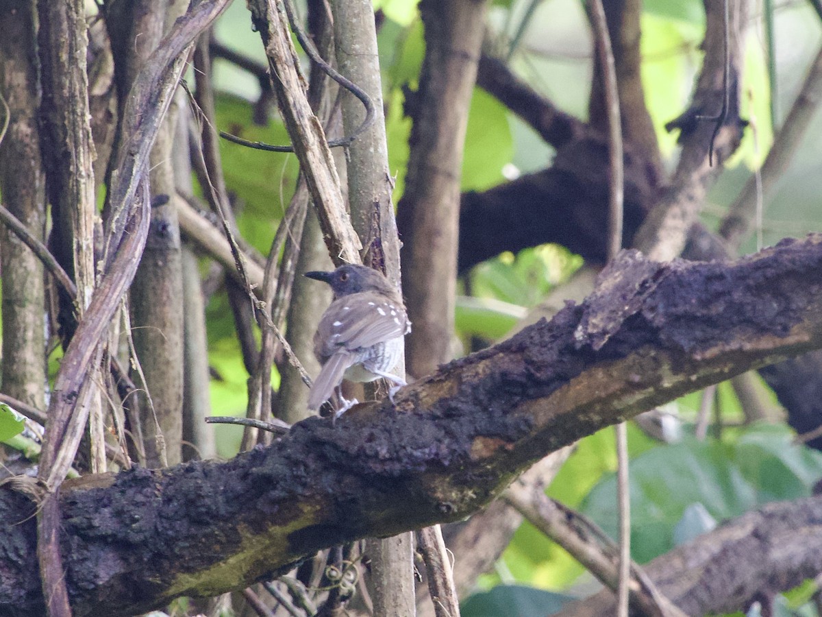 Prinia rayée - ML633263211