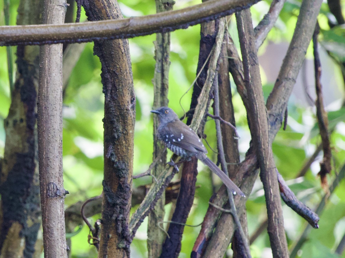 Prinia rayée - ML633263212