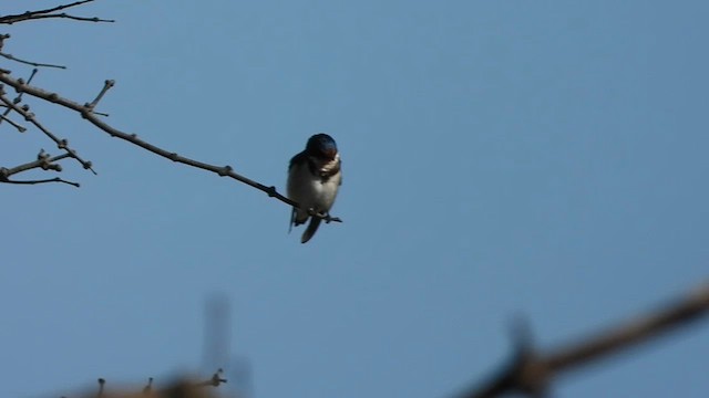 Ethiopian Swallow - ML633263225