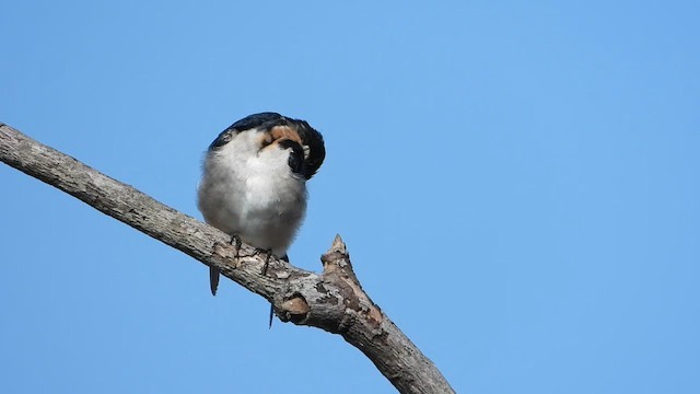 Ethiopian Swallow - ML633263227