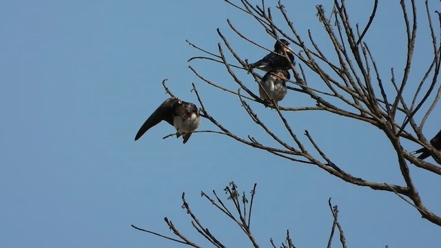 Ethiopian Swallow - ML633263229