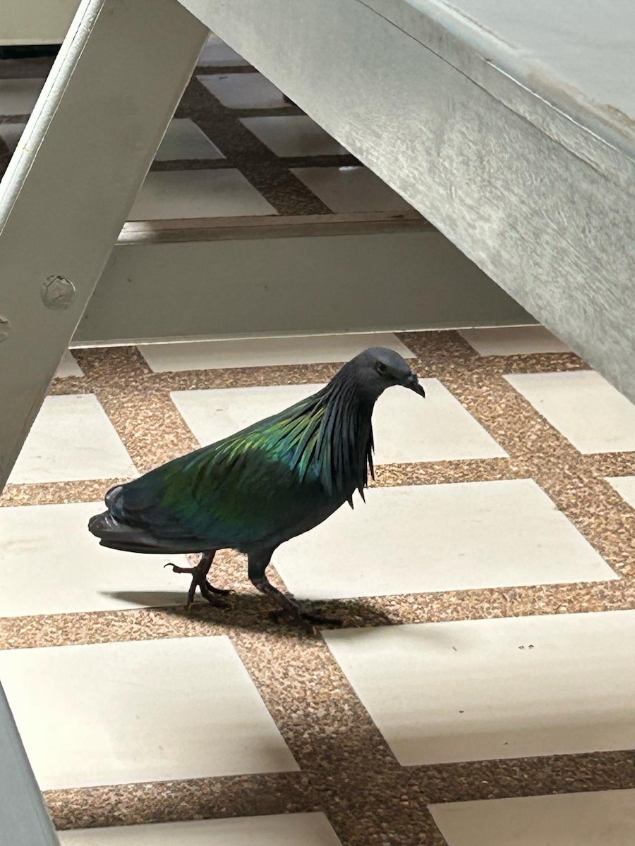 Nicobar Pigeon - ML633263262