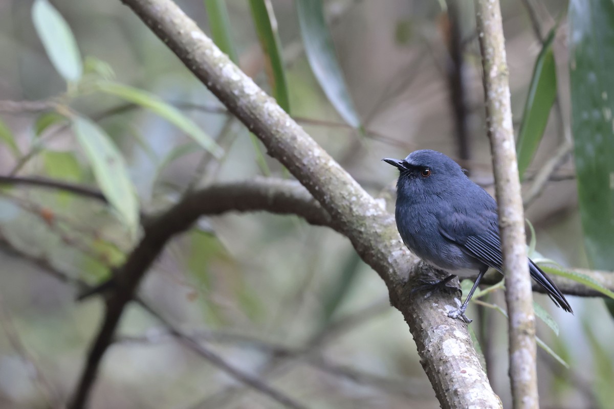 White-bellied Sholakili - ML633263396