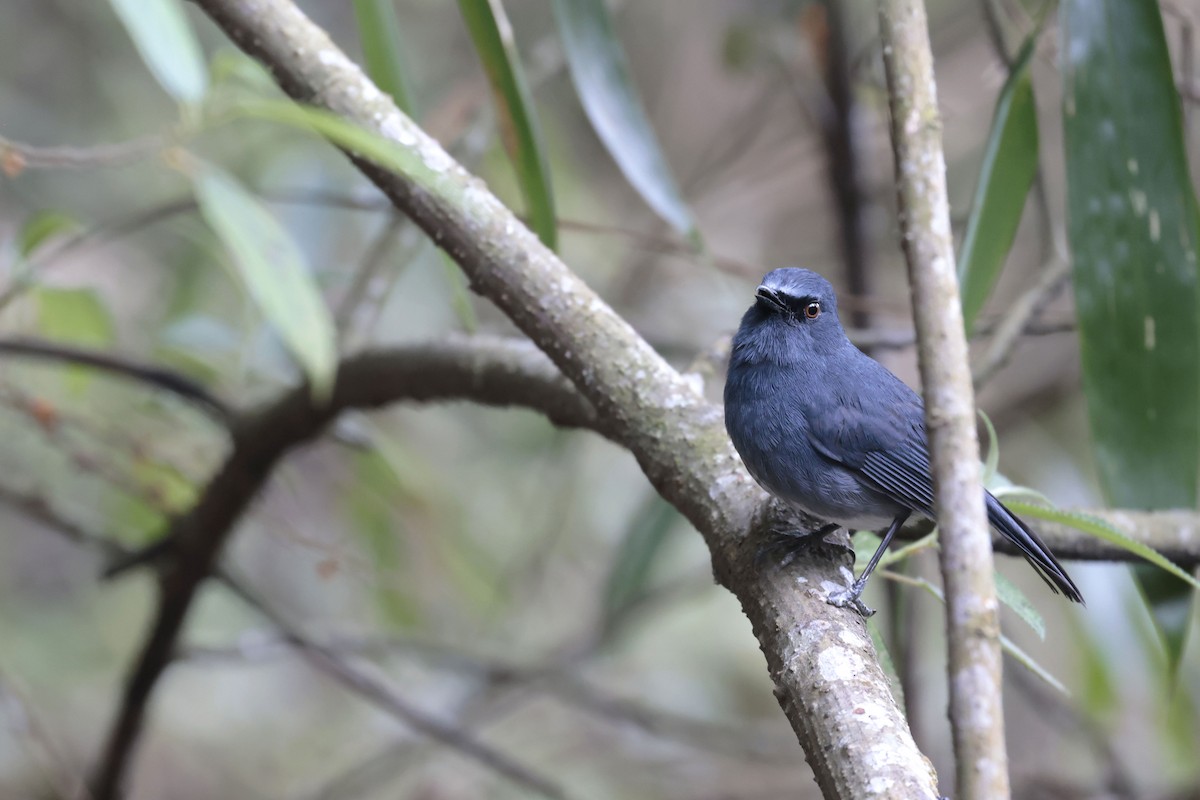White-bellied Sholakili - ML633263397
