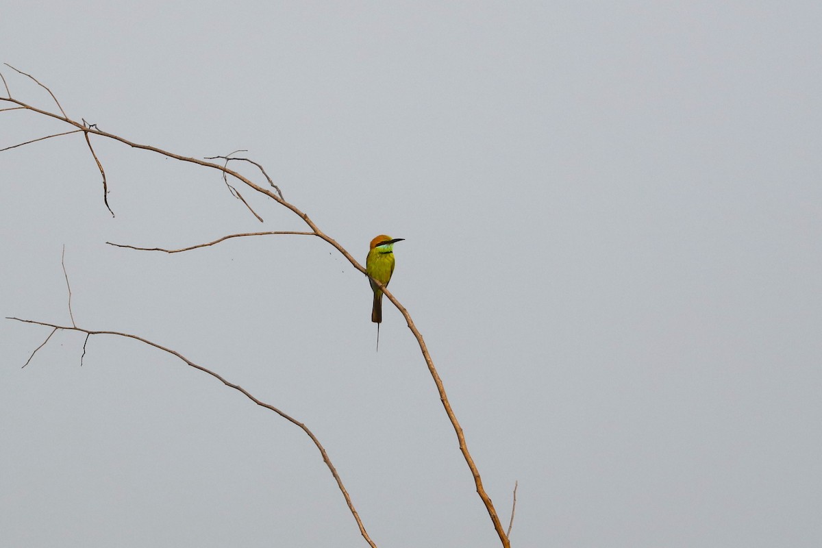Asian Green Bee-eater - Ben Weil