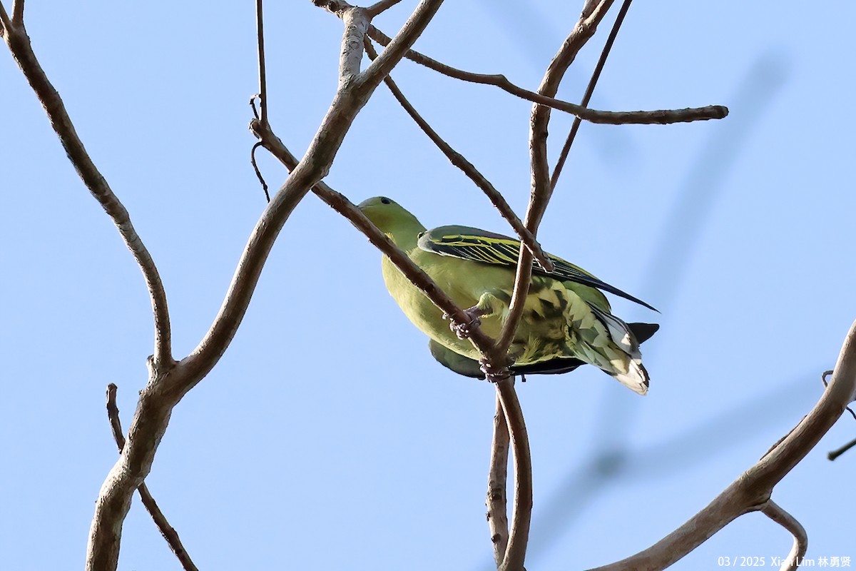 Andaman Green-Pigeon - ML633263541