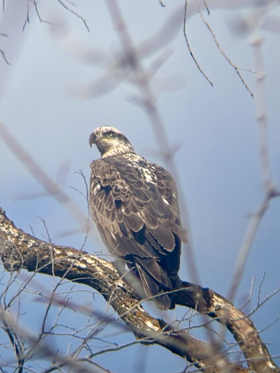 Bald Eagle - ML633263660