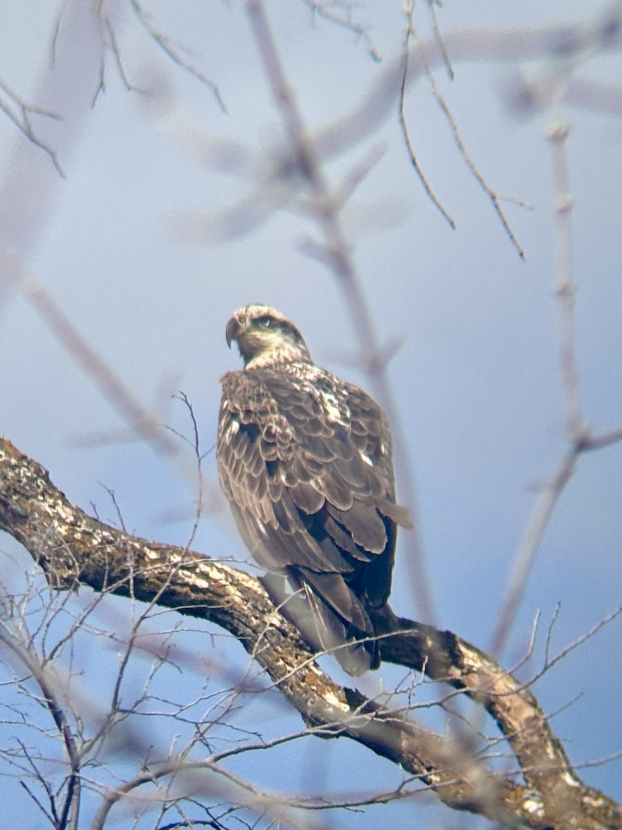 Bald Eagle - ML633263661