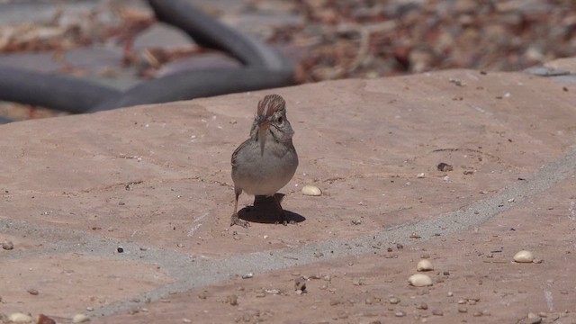 Rufous-winged Sparrow - ML633263738