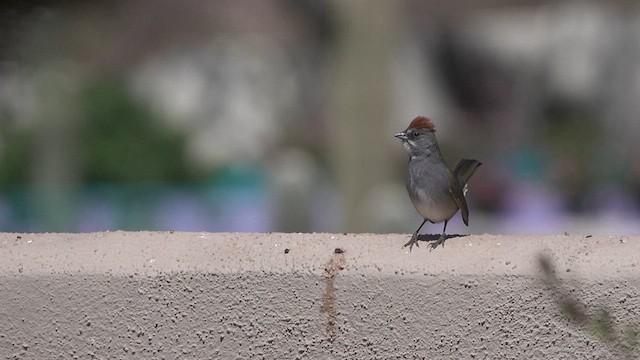 Green-tailed Towhee - ML633263767