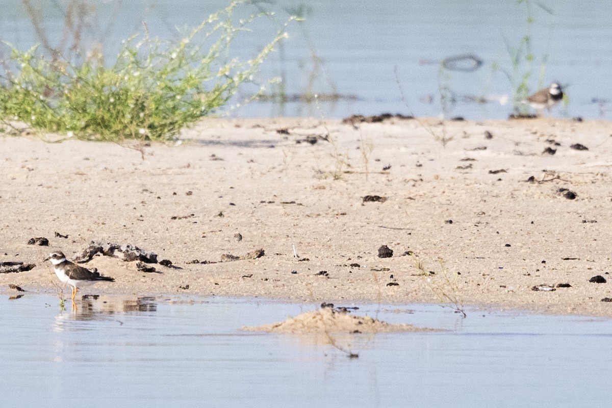 kulík písečný - ML633263779