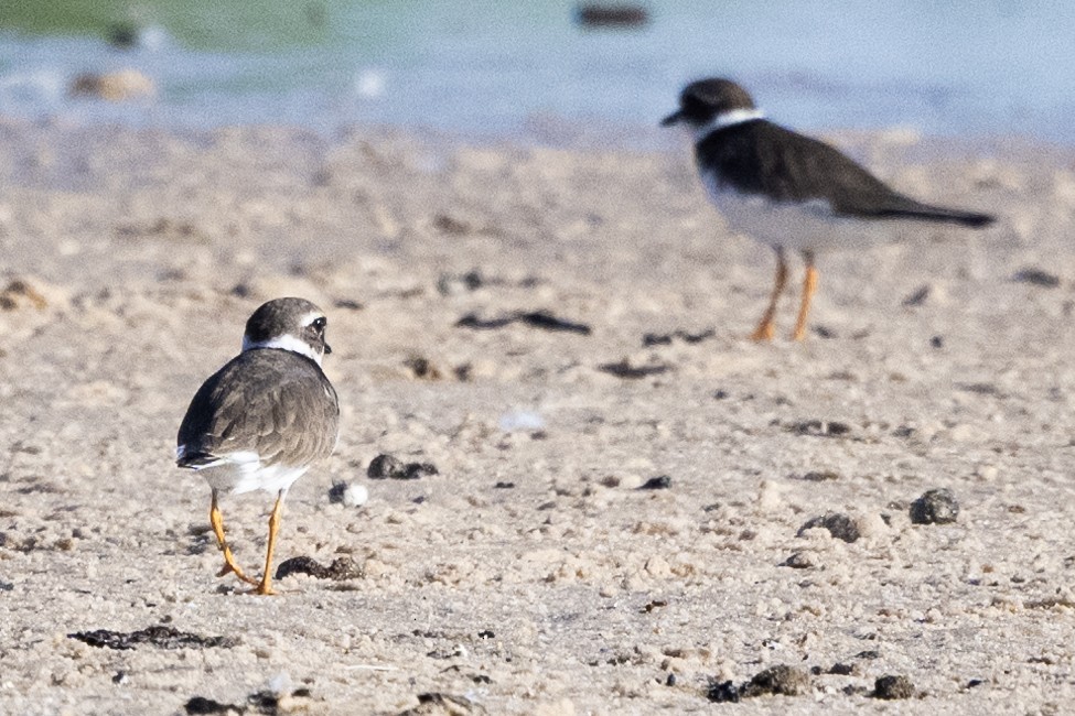 kulík písečný - ML633263780